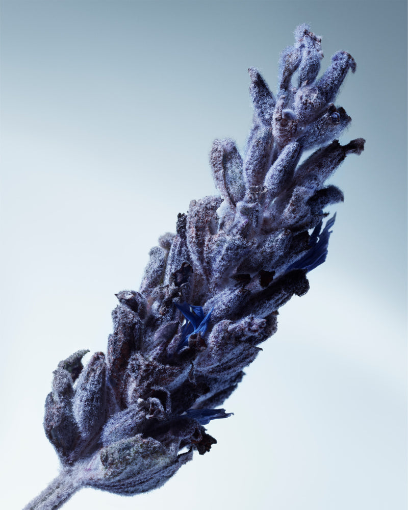 METAL LAVENDER