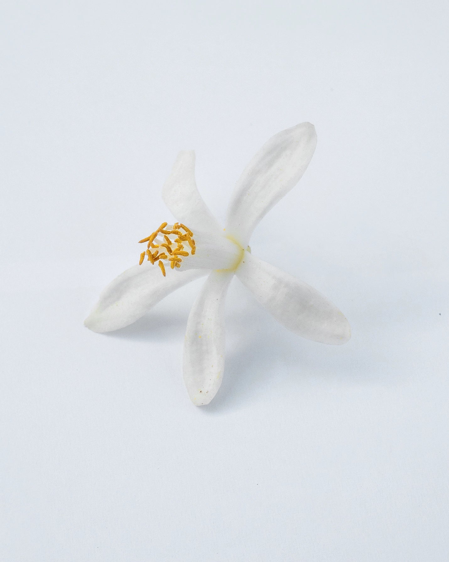 Neroli Oranger Eau de Parfum - Orange Blossom Absolute Tunisia
