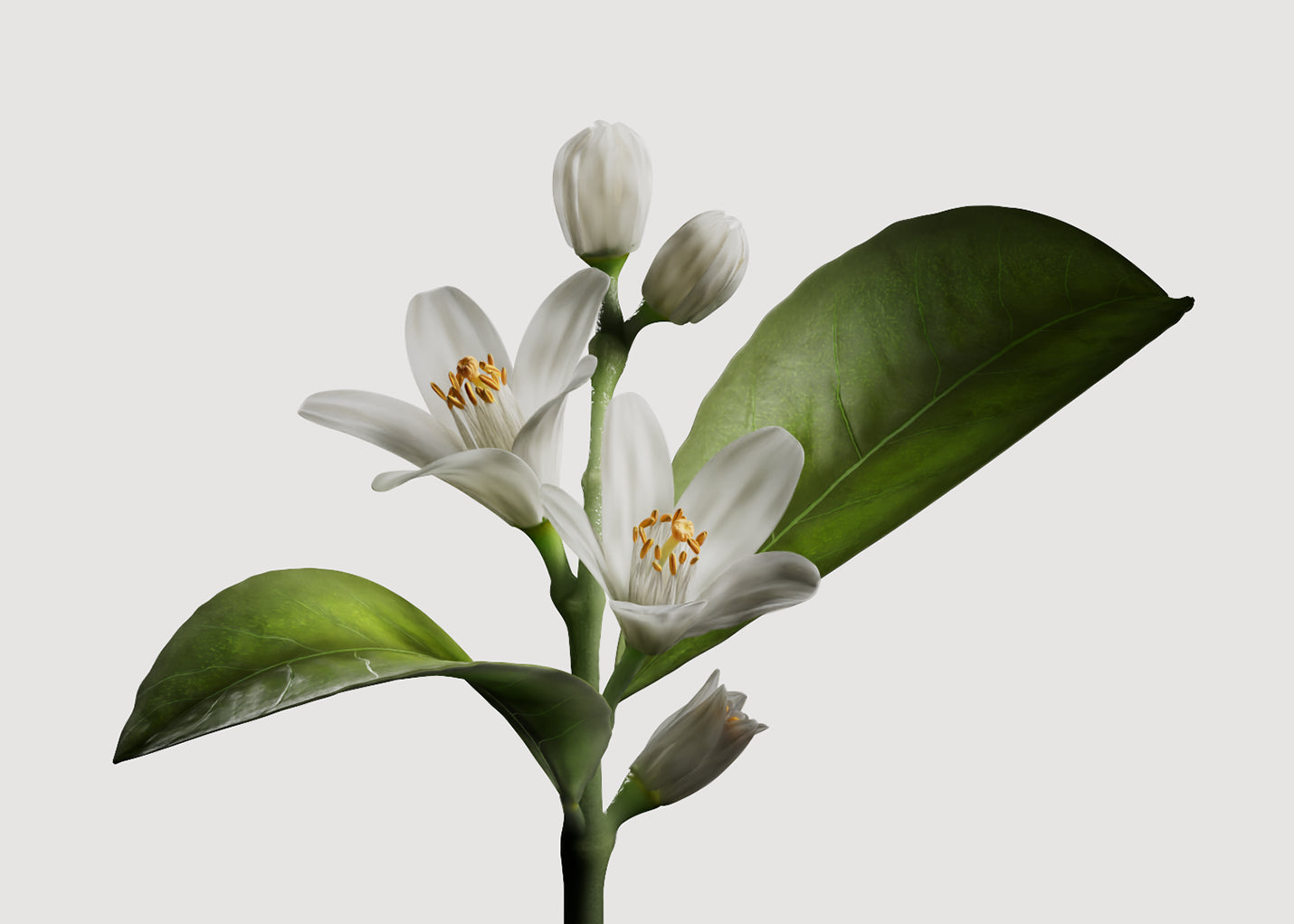 DÉCOUVREZ  LA FLEUR D'ORANGER