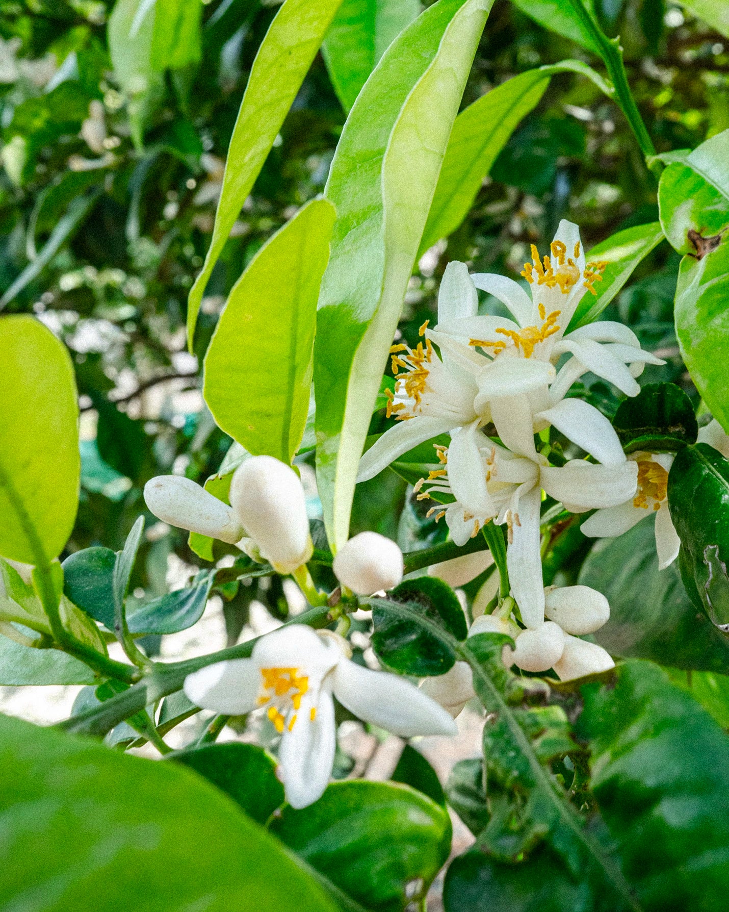 Orange Blossom Absolute from Tunisia - Aurélien Guichard