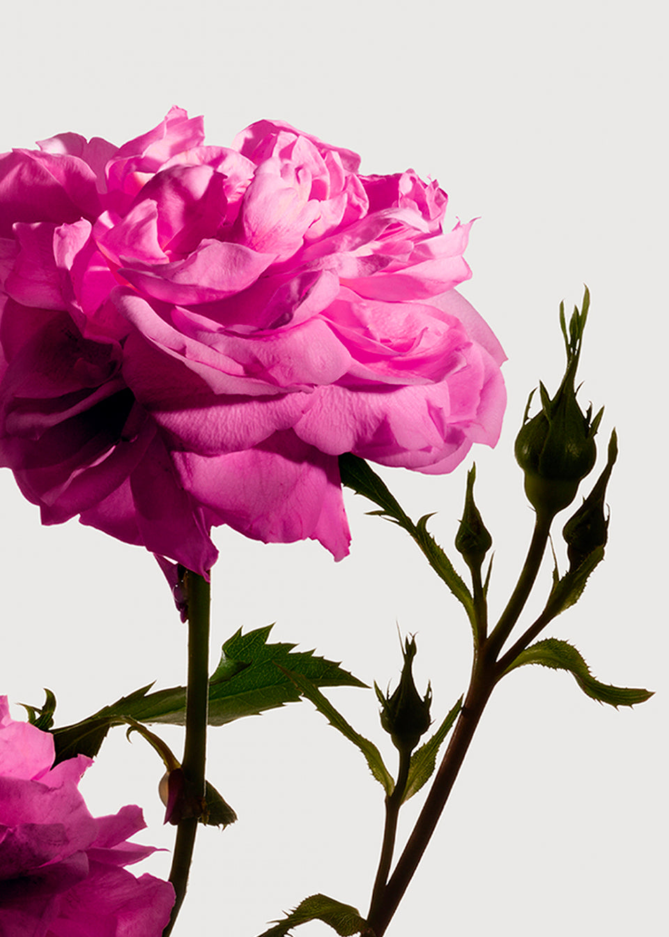 Radical Rose Eau de Parfum - Rose Centifolia Absolute France