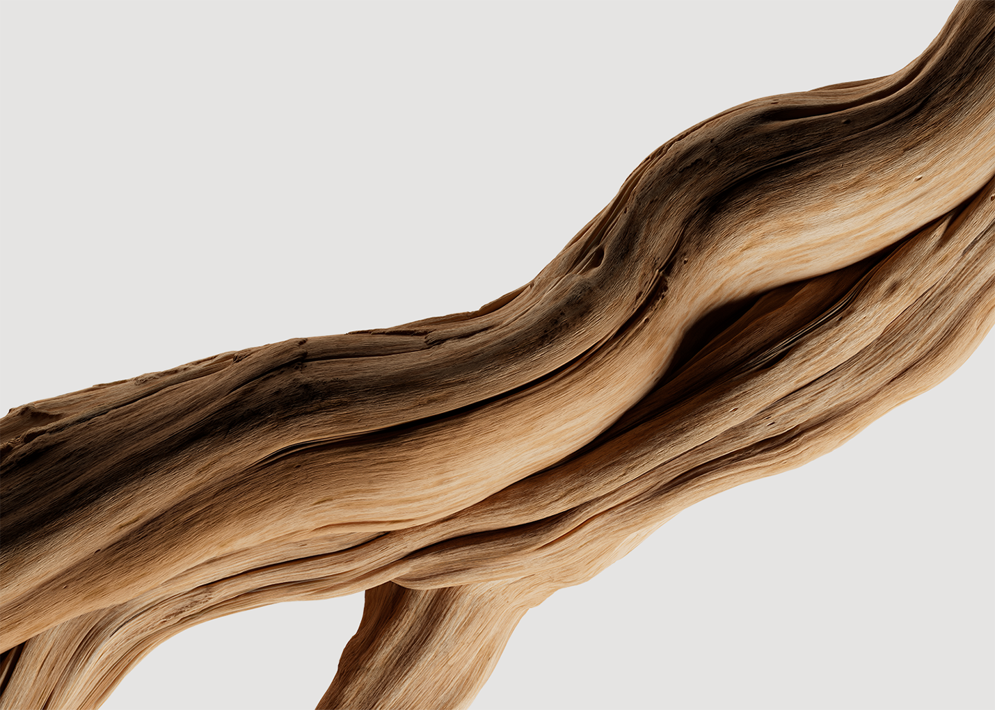Découvrez le Bois de Santal