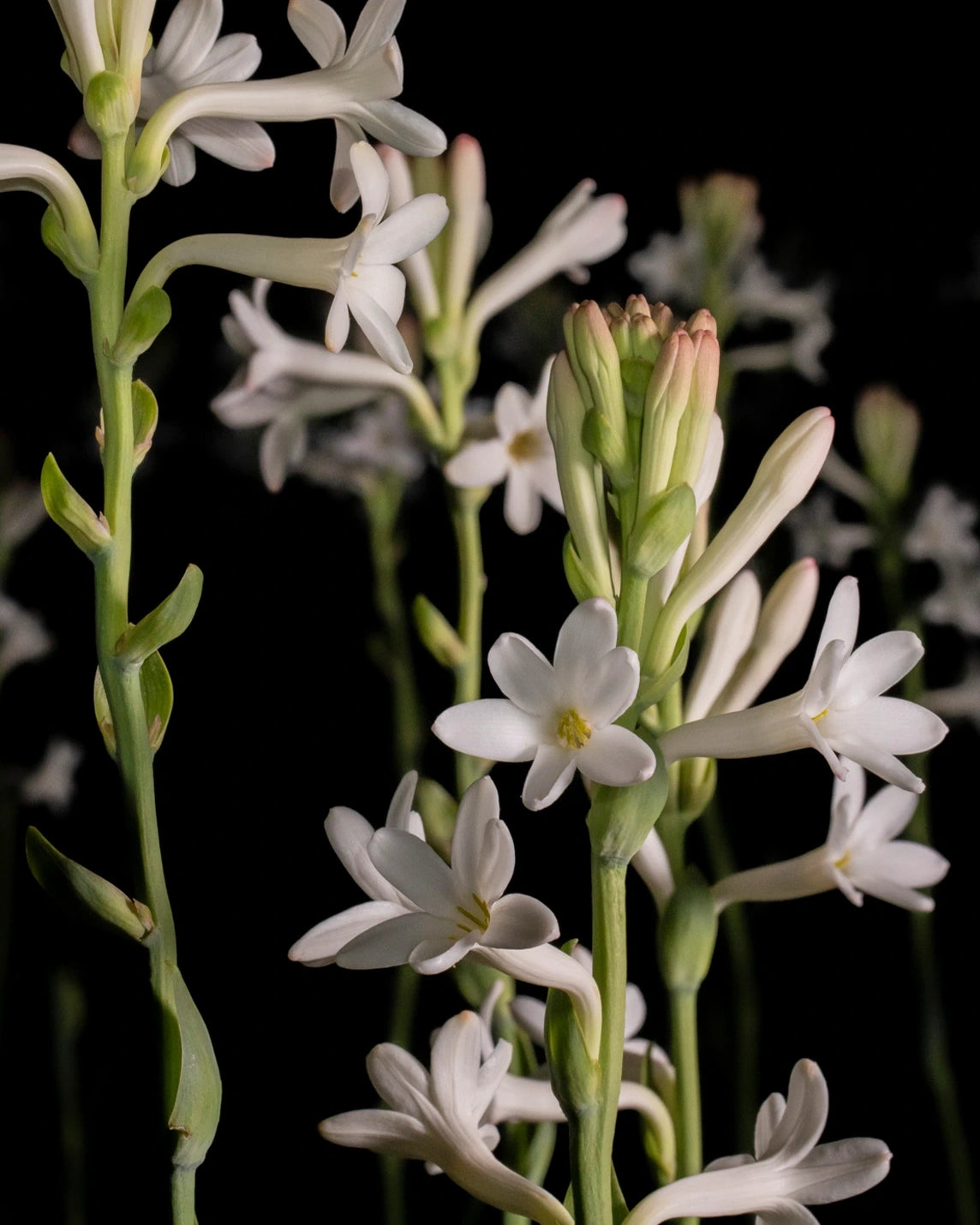 French Flower Eau de Parfum - Tuberose Absolute and Enfleurage French Flower Eau de Parfum - Tuberose Absolute and Enfleurage