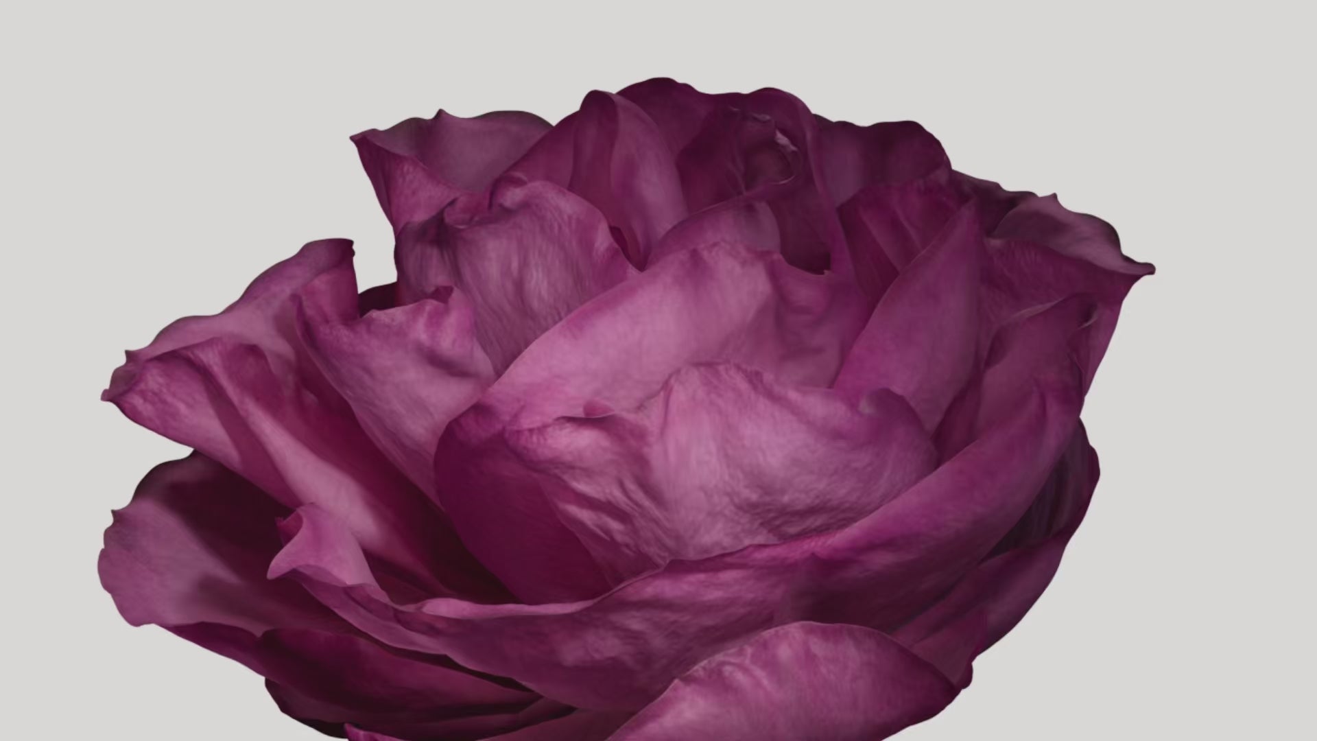 Radical Rose Eau de Parfum - Rose Centifolia Absolute France