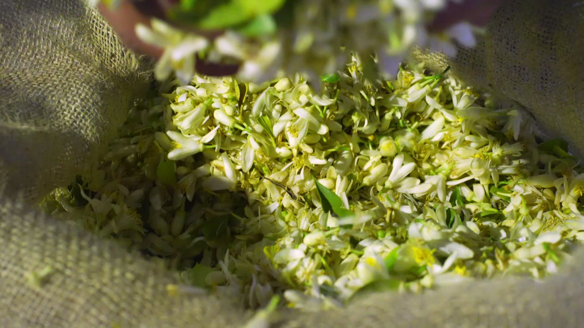 Tunisian neroli – MATIERE PREMIERE